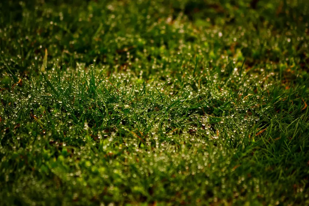 Close-up of dense green grass blades with morning dew
