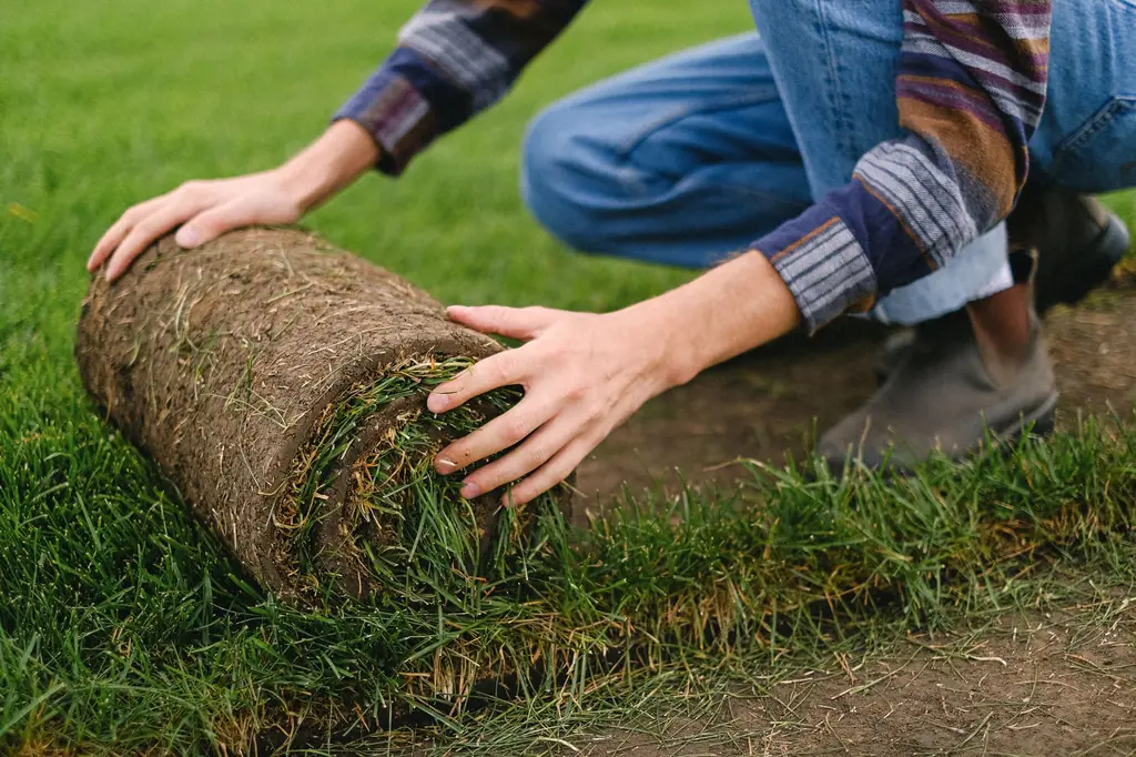 Installer unrolling a sod roll onto prepared soil