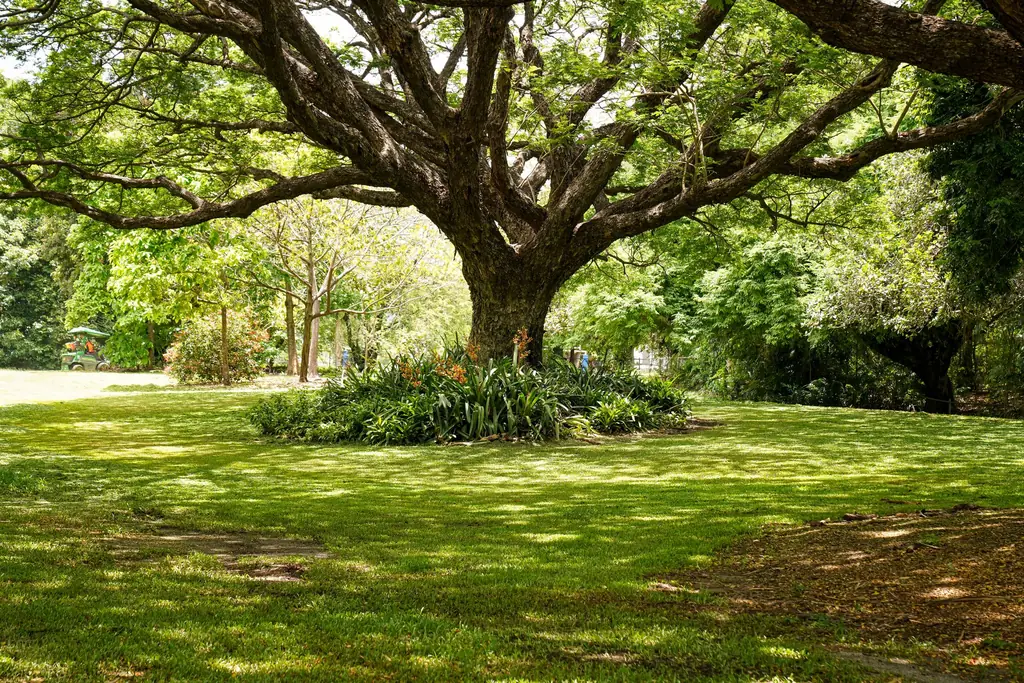 Large oak tree shading a green lawn