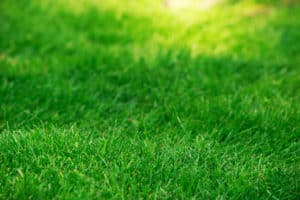 St. Rose Grass Installation