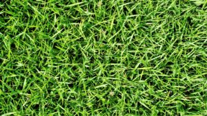 bermuda grass installation
