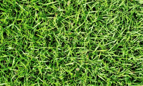 bermuda grass installation