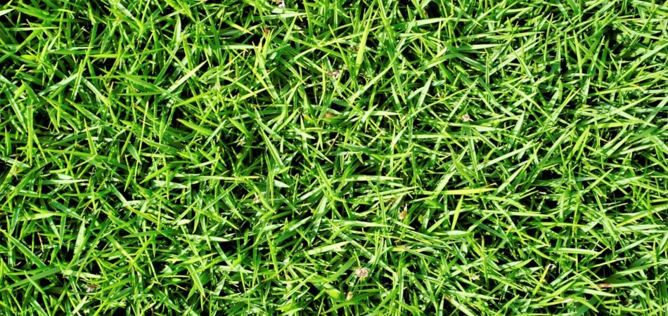 bermuda grass installation