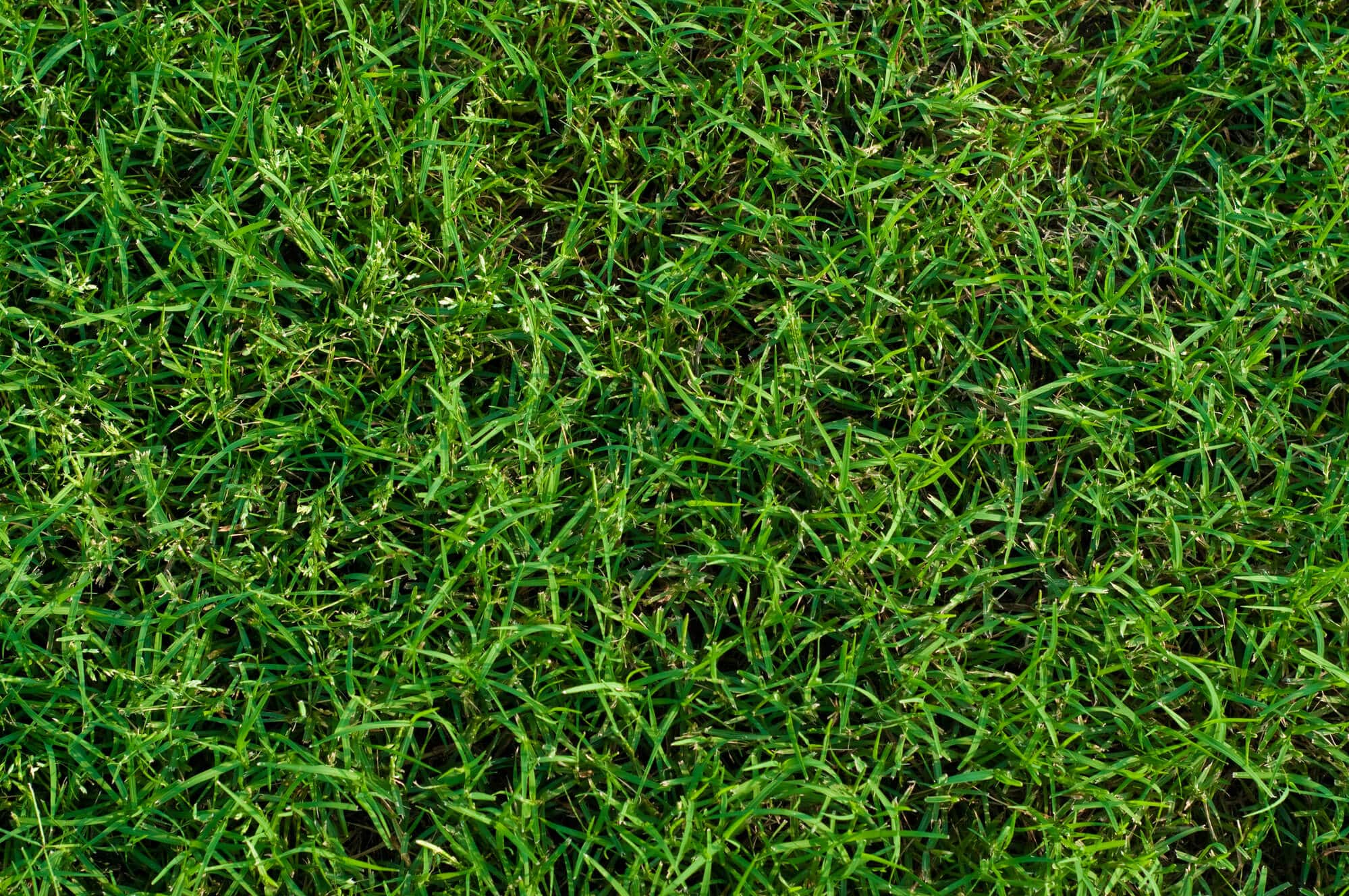 bermuda grass close up