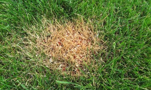 Lawn Services in New Orleans