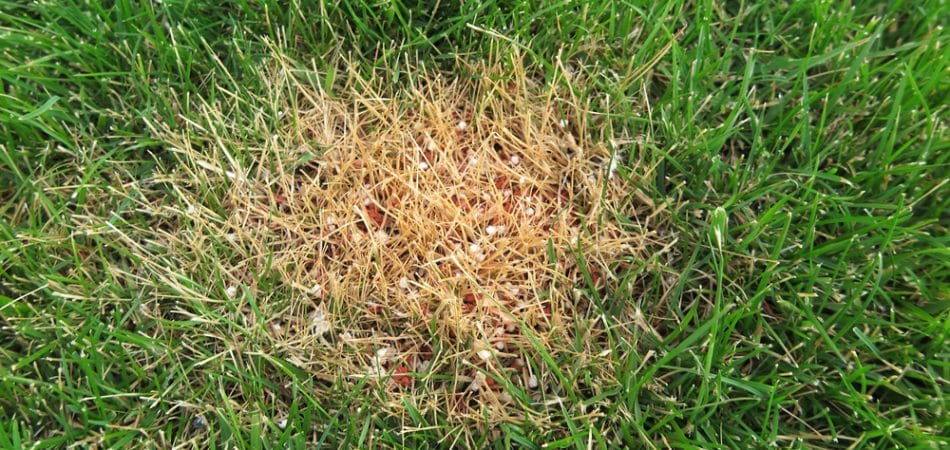 Lawn Services in New Orleans