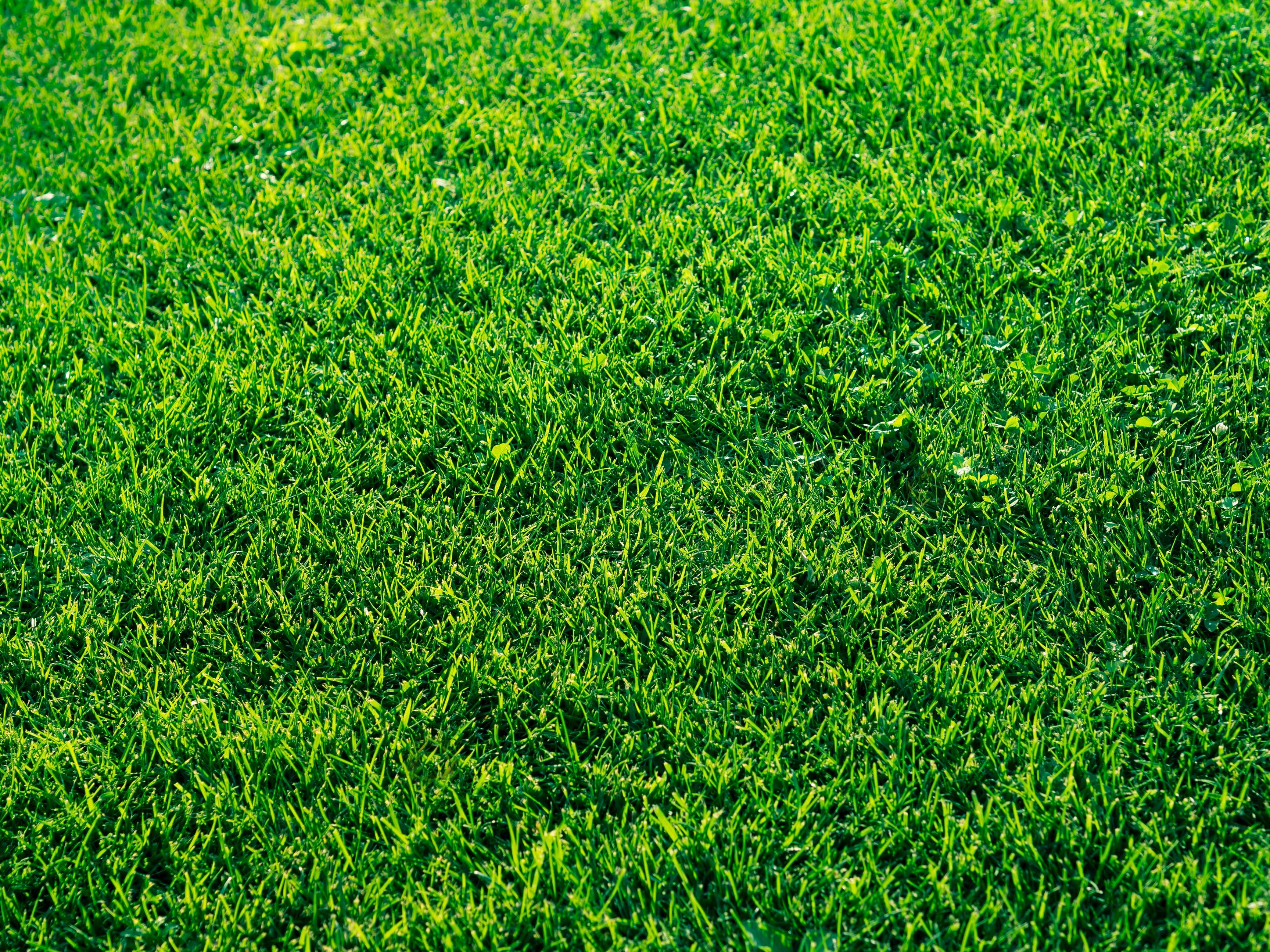 zoysia grass on lawn