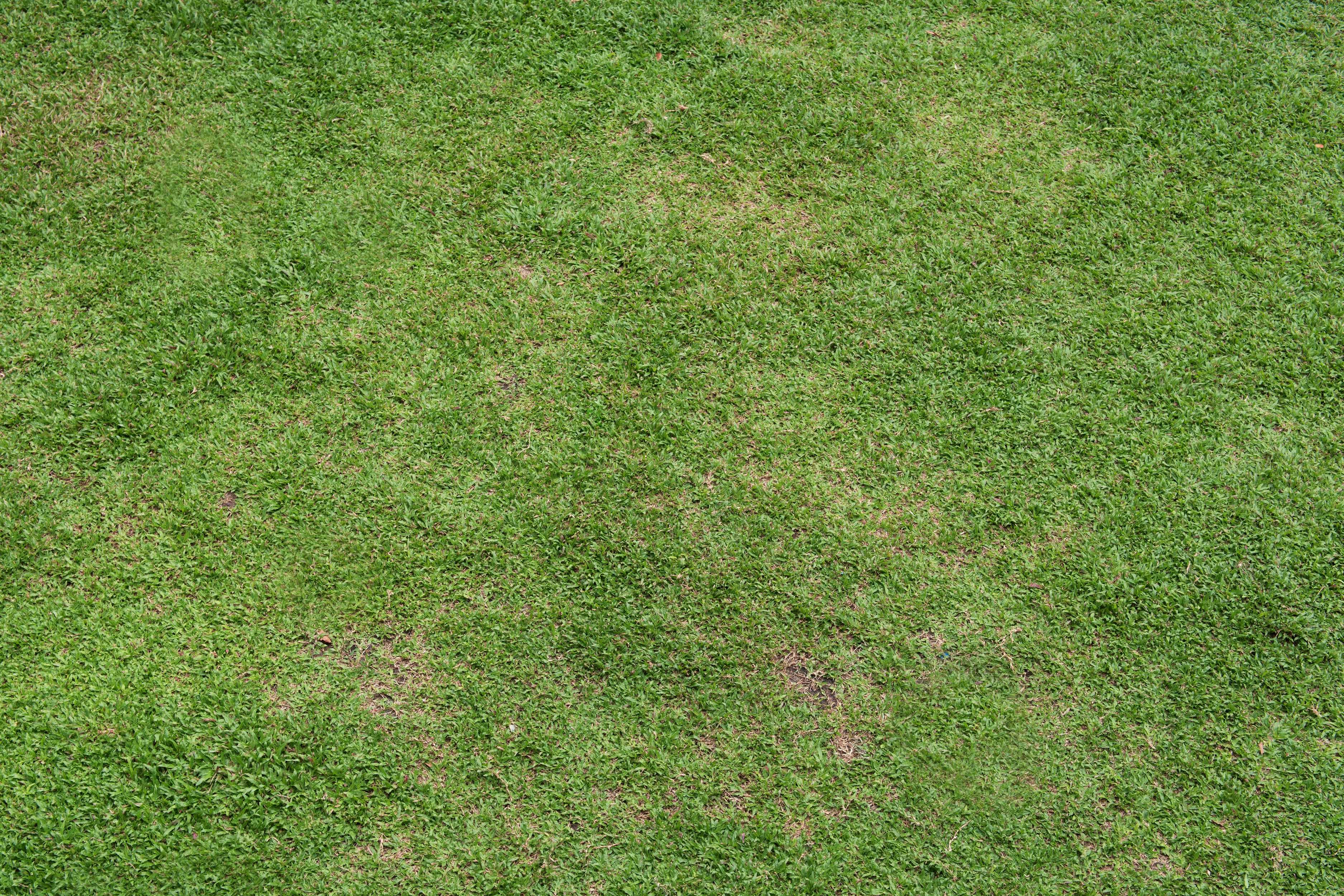 brown patch on grass lawn