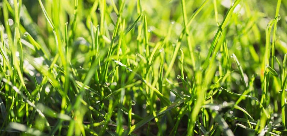 st. augustine grass with water drops