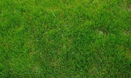 bermuda grass sod