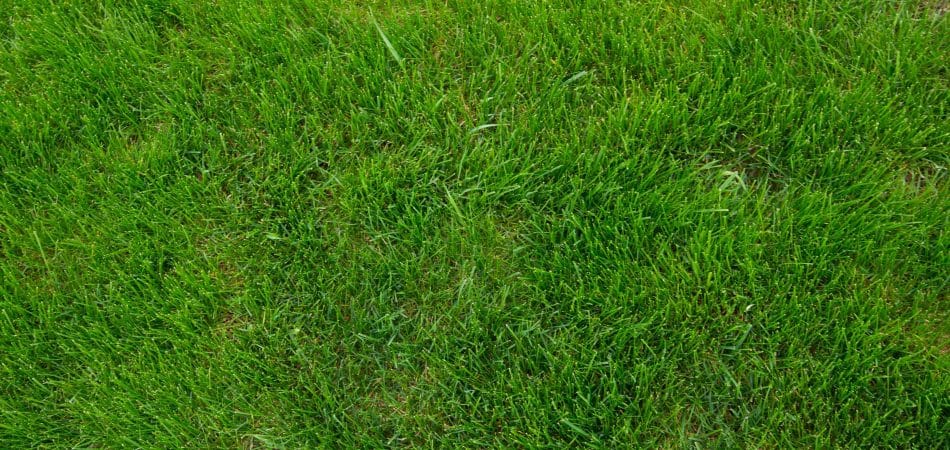 bermuda grass sod