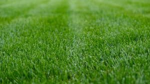 newly mow bermuda grass