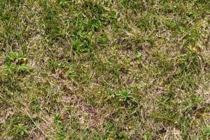 bermuda grass turning brown