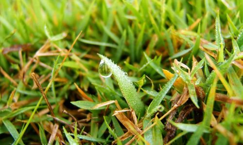 close up of bermuda grass with brown grass