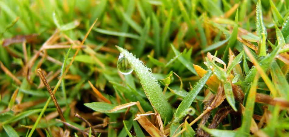 close up of bermuda grass with brown grass