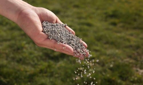 man fertilizing bermuda grass
