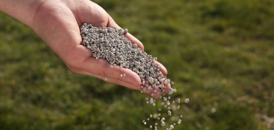 man fertilizing bermuda grass
