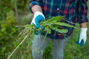 man holding removed weeds from bermuda grass