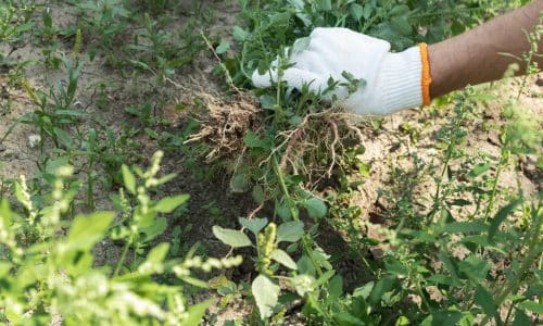 removing weeds from the garden