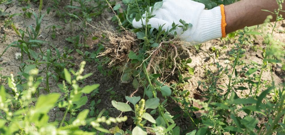 removing weeds from the garden
