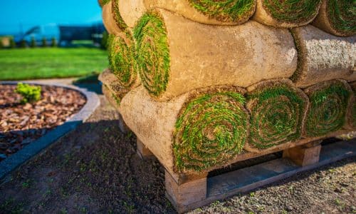 Bermuda grass sod installation on a New Orleans lawn