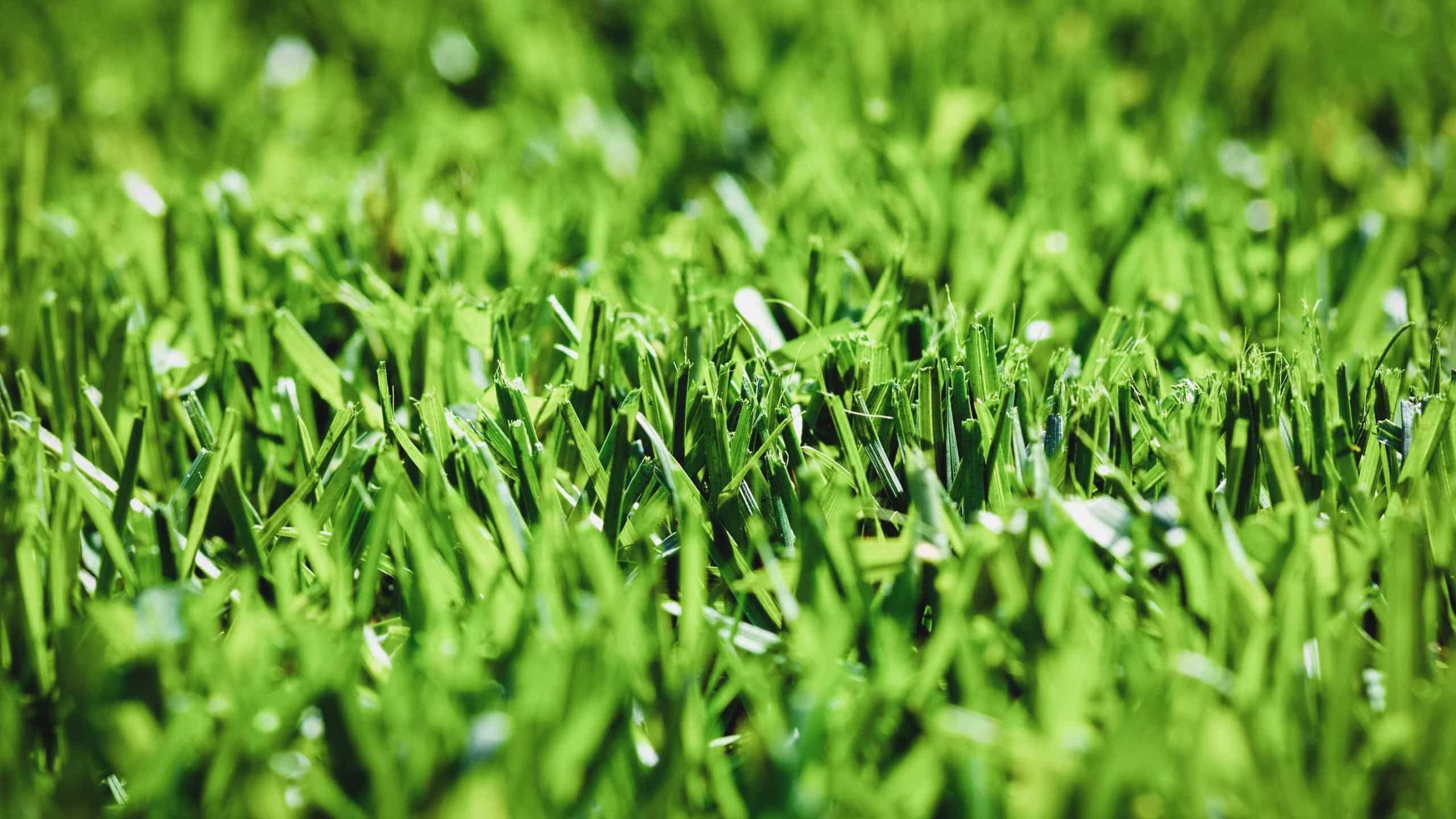 Orpatchy How to Repair Bare or Patchy Spots in Bermuda Grass
