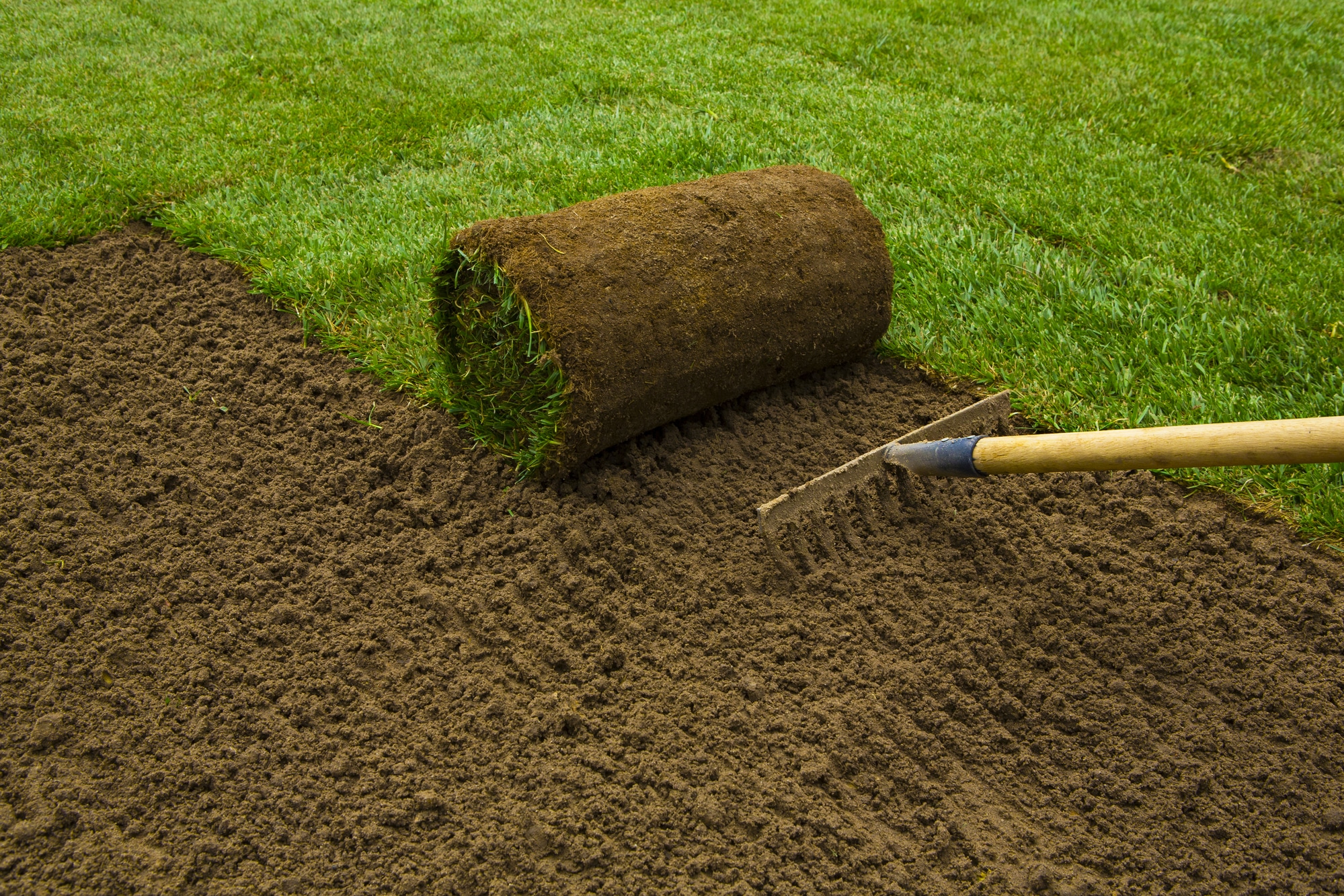 Zoysia grass installers New Orleans