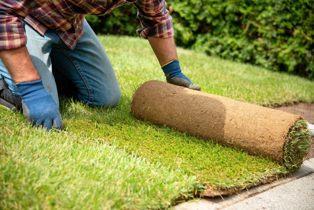 Man laying grass turf rolls for new garden lawn