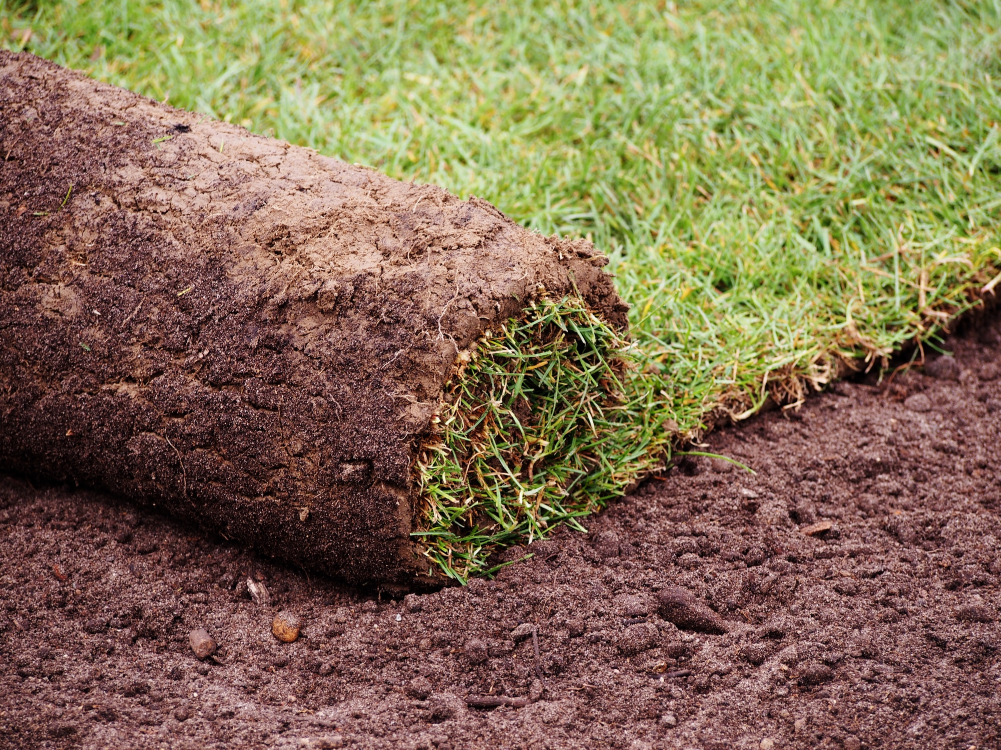 New Orleans Zoysia grass