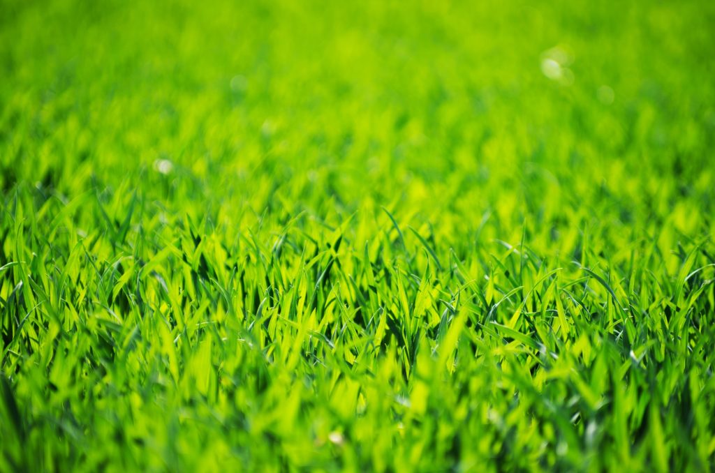 Zoysia grass New Orleans