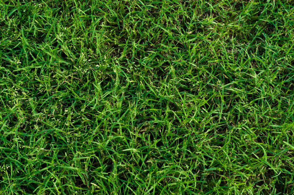 Close-up of dense, fine-bladed green lawn grass
