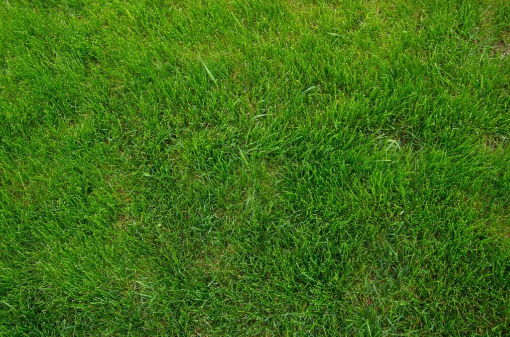 bermuda grass sod